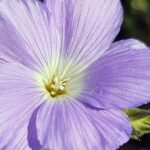 Len włochaty / Zespół Świętokrzyskich i Nadnidziańskich Parków Krajobrazowych