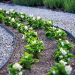 17.07.2021. Końskie. Nasadzenia kwiatów / Aleksandra Wilk