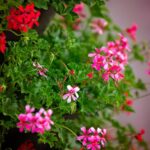 17.07.2021. Końskie. Nasadzenia kwiatów / Aleksandra Wilk