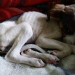 Karina Daniszewska-Sroka