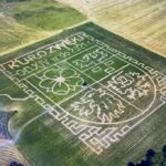 25.07.2021. Kurozwęki. Labirynt w kukurydzy / Michał Popiel