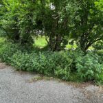 01.07.2021. Kielce. Zarośnięta dolina Silnicy / Wiktor Taszłow / Radio Kielce