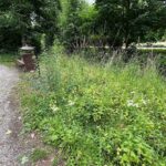 01.07.2021. Kielce. Zarośnięta dolina Silnicy / Wiktor Taszłow / Radio Kielce