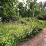 01.07.2021. Kielce. Zarośnięta dolina Silnicy / Wiktor Taszłow / Radio Kielce