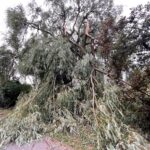 09.07.2021. Kielce Efekty wietrznej nawałnicy / Wiktor Taszłow / Radio Kielce