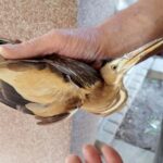 22.07.2021. Złota. Nowi podopieczni Ptasiego Azylu / Marta Gajda / Radio Kielce