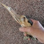 22.07.2021. Złota. Nowi podopieczni Ptasiego Azylu / Marta Gajda / Radio Kielce