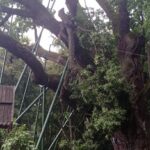 09.07.2021. Zagnańsk. Dąb „Bartek' po burzy / Michał Buczyński/Facebook