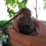 22.07.2021. Złota. Nowi podopieczni Ptasiego Azylu / Marta Gajda / Radio Kielce