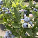 Na zdjęciu: borówka amerykańska / Emilia Sitarska / Radio Kielce