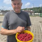 16.07.2021. Sandomierz. Pierwsze tegoroczne maliny na giełdzie rolnej w Sandomierzu. Na zdjęciu: Stanisław Szmalec - działkowicz z gminy Zawichost / Grażyna Szlęzak-Wójcik / Radio Kielce
