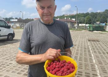 16.07.2021. Sandomierz. Pierwsze tegoroczne maliny na giełdzie rolnej w Sandomierzu. Na zdjęciu: Stanisław Szmalec - działkowicz z gminy Zawichost / Grażyna Szlęzak-Wójcik / Radio Kielce