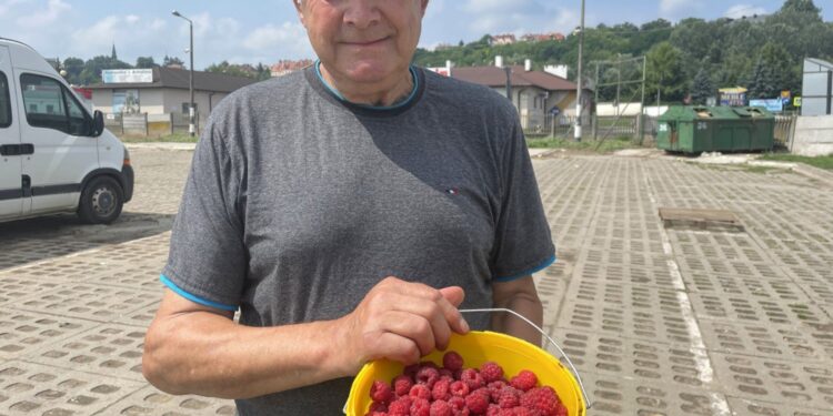 16.07.2021. Sandomierz. Pierwsze tegoroczne maliny na giełdzie rolnej w Sandomierzu. Na zdjęciu: Stanisław Szmalec - działkowicz z gminy Zawichost / Grażyna Szlęzak-Wójcik / Radio Kielce