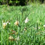 01.07.2021. Rezerwat Polana Polichno. Groszek pannoński / Jacek Koba