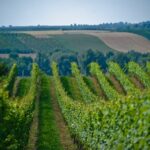 winnica / sandomierskiszlakwiniarski.pl