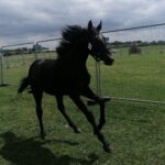 10.07.2021. Opatowiec. XXI Świętokrzyski Młodzieżowy Championat Koni Małopolskich / Marta Gajda / Radio Kielce