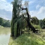 12.07.2021. Kielce. Wierzba w Parku Miejskim / Jarosław Kubalski / Radio Kielce