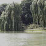 12.07.2021. Kielce. Wierzba w Parku Miejskim / Jarosław Kubalski / Radio Kielce