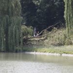 12.07.2021. Kielce. Wierzba w Parku Miejskim / Jarosław Kubalski / Radio Kielce