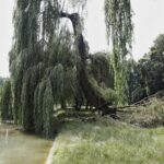 12.07.2021. Kielce. Wierzba w Parku Miejskim / Jarosław Kubalski / Radio Kielce