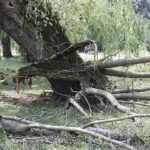 12.07.2021. Kielce. Wierzba w Parku Miejskim / Jarosław Kubalski / Radio Kielce