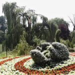 12.07.2021. Kielce. Wierzba w Parku Miejskim / Jarosław Kubalski / Radio Kielce