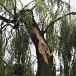 12.07.2021. Kielce. Wierzba w Parku Miejskim / Jarosław Kubalski / Radio Kielce