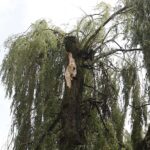 12.07.2021. Kielce. Wierzba w Parku Miejskim / Jarosław Kubalski / Radio Kielce