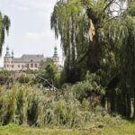 12.07.2021. Kielce. Wierzba w Parku Miejskim / Jarosław Kubalski / Radio Kielce