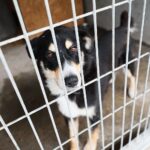 26.07.2021. Schronisko dla Bezdomnych Zwierząt w Dyminach / Wiktor Taszłow / Radio Kielce