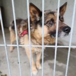 26.07.2021. Schronisko dla Bezdomnych Zwierząt w Dyminach / Wiktor Taszłow / Radio Kielce