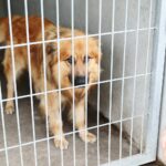 Schronisko dla Bezdomnych Zwierząt w Dyminach / Fot. Wiktor Taszłow - Radio Kielce