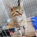 26.07.2021. Schronisko dla Bezdomnych Zwierząt w Dyminach / Wiktor Taszłow / Radio Kielce