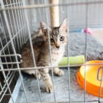 26.07.2021. Schronisko dla Bezdomnych Zwierząt w Dyminach / Wiktor Taszłow / Radio Kielce