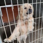 26.07.2021. Schronisko dla Bezdomnych Zwierząt w Dyminach / Wiktor Taszłow / Radio Kielce