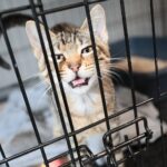 26.07.2021. Schronisko dla Bezdomnych Zwierząt w Dyminach / Wiktor Taszłow / Radio Kielce