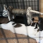 26.07.2021. Schronisko dla Bezdomnych Zwierząt w Dyminach / Wiktor Taszłow / Radio Kielce