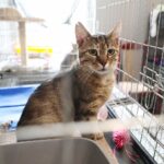 26.07.2021. Schronisko dla Bezdomnych Zwierząt w Dyminach / Wiktor Taszłow / Radio Kielce