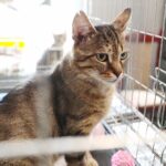 26.07.2021. Schronisko dla Bezdomnych Zwierząt w Dyminach / Wiktor Taszłow / Radio Kielce