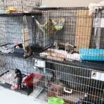 26.07.2021. Schronisko dla Bezdomnych Zwierząt w Dyminach / Wiktor Taszłow / Radio Kielce