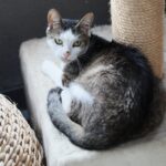 26.07.2021. Schronisko dla Bezdomnych Zwierząt w Dyminach / Wiktor Taszłow / Radio Kielce