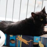 26.07.2021. Schronisko dla Bezdomnych Zwierząt w Dyminach / Wiktor Taszłow / Radio Kielce