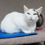 26.07.2021. Schronisko dla Bezdomnych Zwierząt w Dyminach / Wiktor Taszłow / Radio Kielce