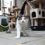 26.07.2021. Schronisko dla Bezdomnych Zwierząt w Dyminach / Wiktor Taszłow / Radio Kielce