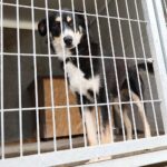 26.07.2021. Schronisko dla Bezdomnych Zwierząt w Dyminach / Wiktor Taszłow / Radio Kielce