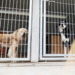 26.07.2021. Schronisko dla Bezdomnych Zwierząt w Dyminach / Wiktor Taszłow / Radio Kielce