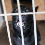 26.07.2021. Schronisko dla Bezdomnych Zwierząt w Dyminach / Wiktor Taszłow / Radio Kielce