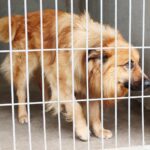 26.07.2021. Schronisko dla Bezdomnych Zwierząt w Dyminach / Wiktor Taszłow / Radio Kielce