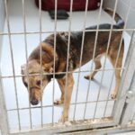 Schronisko dla bezdomnych zwierząt czeka na elektroodpady