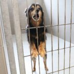 26.07.2021. Schronisko dla Bezdomnych Zwierząt w Dyminach / Wiktor Taszłow / Radio Kielce